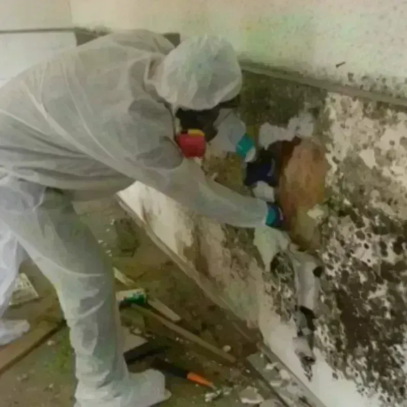 Mold Remediation and Removal in Faxon, PA